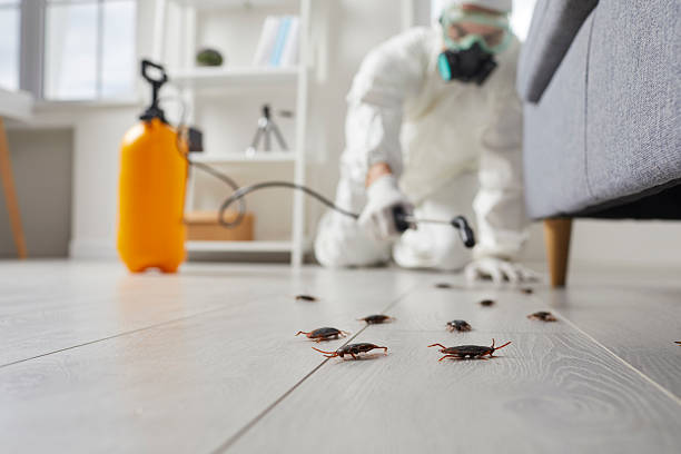 Post-Treatment Bed Bug Interceptor Monitoring in Vero Lake Estates